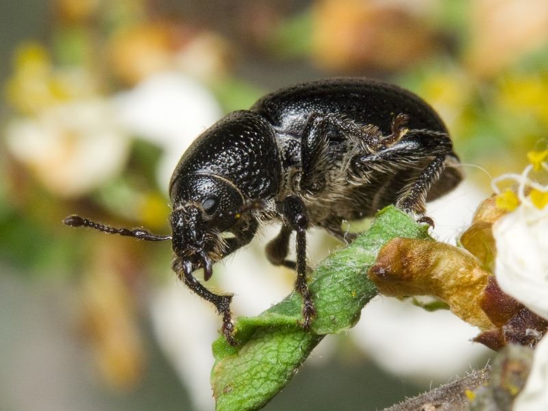 Psallidium maxillosum (Fabricius, 1792)